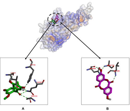 Figure 4 Binding sites on TNF-α for 2 (A) and 1 (B).