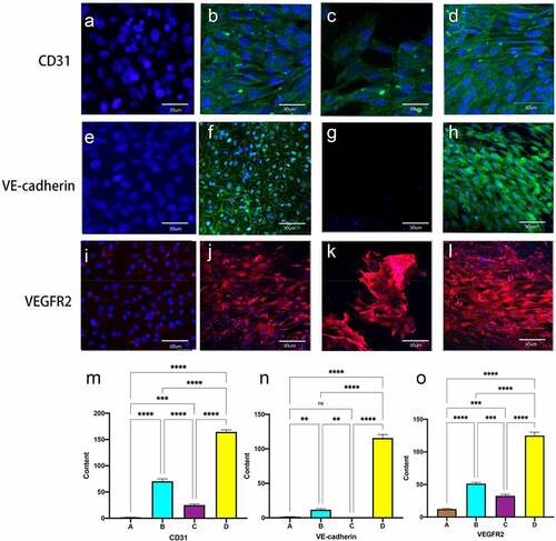 Figure 5. Immunofluorescent staining for EC-specific proteins CD31, VE-cadherin and VEGFR2 (flk-1). static group (A, E, I). constant 60s (B, F, J);constant 1 s pulse(C, G, K); gradually increased the pulse frequency (D, H, L). immunofluorescence staining for CD31 (m), VE-cadherin (n) and VEGFR2 (o) was quantified using imagej by the meaning of fluorescence intensity. *P < 0.05, **P < 0.01, ***P < 0.001. scale bars = 50 um.