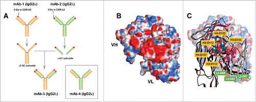 Figure 1. Generation of a model human IgG mAb-3 possessing an acidic patch on the variable domain surface. (A) Schematic depiction of model mAbs. Two antibodies shown at the top are mAb-1 (IgG2κ) colored in orange and mAb-2 (IgG2λ) in green. Red circles located on the mAb-1's HC and mAb-2's LC represent the areas where negatively charged amino acids are densely located. Five Asp residues are in mAb-1 CDR-H3. Three Asp residues are in mAb-2 CDR-L2. The mAb-1 γ2-HC was paired with the mAb-2 λ-LC to generate mAb-3. Similarly, the mAb-1 κ-LC was paired with the mAb-2 γ2-HC to generate mAb-4 (shown in box). (B) A homology model showing the variable fragment of mAb-3. The surface is color-coded by the underlying amino acid residue charge in which red is negative, blue is positive, and white is neutral. VH, heavy chain variable domain. VL, light chain variable domain. (C) An overlay of the surface model and a corresponding ribbon diagram. Individual Asp residues comprising the prominent acidic patch are shown with the respective residue using the AHo numbering systemCitation33. Asp residues on CDR-H3 are shown in yellow background, while Asp residues on CDR-L2 are shown in green background.