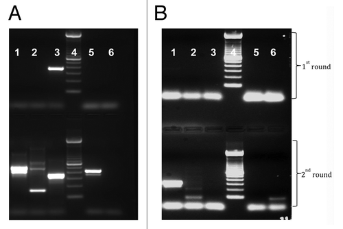 Figure 4. Presence of short fragments of PCV-1 and PCV-2 DNA in Rotarix® and RotaTeq® vaccines, respectively. (A) Conventional PCR using sequence specific primers for PCV-1. (B) Conventional PCR using sequence specific primers for PCV-2. For PCV-1, expected amplicon size for 1st and 2nd round PCR is 349 bp and 317 bp, respectively, and for PCV-2, 294 bp and 262 bp, respectively. For both gel A and B, samples were loaded in the following order: lane 1 = RotaTeq®; Lane 2 = Rotarix®; lane 3 = 100 bp molecular DNA ladder; lane 4 = stool sample, and lane 5 = negative control.