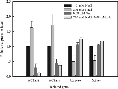 Figure 7. Effects of SA (0, 0.08 mM) on transcript levels of key enzymes genes involved in GA biosynthesis, ABA synthesis during germination of L. bicolor seeds under NaCl stress. Tubulin acted as the internal standard.