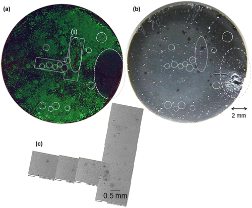 Figure 5. (a) Composite image of calcein-, PI-, and Hoechst33342-stained cell images (living cells, green; dead cells, red; nuclei of both cells, blue) and (b) optical images of the entire surface of HAp-AZ31 at day 6 and (c) SEM image of dead cell regions (i) on image (a). Dead-cell regions are encircled with dotted lines on images (a) and (b).