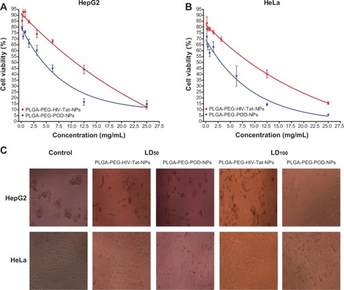 Figure 5 Cytotoxicity of PLGA-PEG-peptide NPs on (A) HepG2 and (B) HeLa cells lines using the MTT assay, and photographs of (C) HepG2 and HeLa cells incubated with NPs to LD50 and LD100 concentrations.Abbreviations: HIV-Tat, human immunodeficiency virus transactivator; LD50, median lethal dose; LD100, lethal dose; MTT, 3-(4,5-dimethylthiazol-2-yl)-2,5-diphenyl tetrazolium; NPs, nanoparticles; PEG, polyethyleneglycol; PLGA, poly(lactic-co-glycolic acid); POD, peptide for ocular delivery.