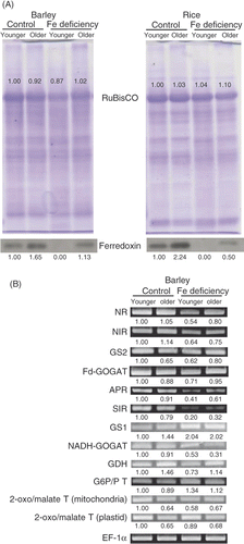 Figure 2 Expression of molecules related to carbon (C), nitrogen (N), and sulfur (S) assimilation. (A) Western blot analysis of ferredoxin. Each lane was applied with 10 µg of proteins. Coomassie brilliant blue (CBB)-stained ribulose-1,5-bisphosphate carboxylase/oxygenase (RuBisCO) bands are also shown. (B) Reverse transcriptase-polymerase chain reaction (RT-PCR) of N and S assimilation-related genes from barley. See Table 1 for gene names and reaction conditions. Values indicated in (A) and (B) represent the signal intensity relative to that for younger leaf of control plant. Values on the image of (B) represent the normalized values to intensity of elongation factor 1α (EF1-α). Western blot analysis and RT-PCR were performed at least twice. Typical images are presented. See Materials and Methods section for sample names.