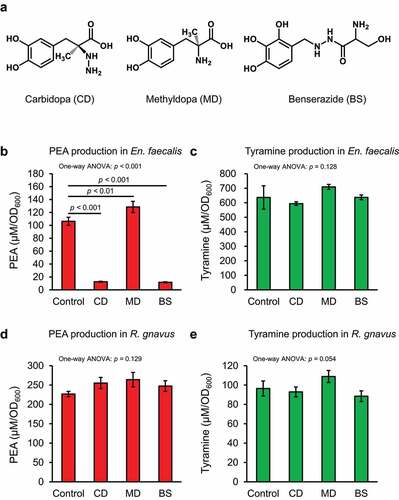 Figure 6. Human AADC inhibitors inhibit PEA production in En. faecalis. En. faecalis and R. gnavus were cultured with 1.5 mM human AADC inhibitor in AAAD medium for 24 h, and the concentration of PEA and tyramine in the culture supernatants were quantified using HPLC. PEA and tyramine concentrations were normalized to the OD600 values and shown as μM/OD600. (a) Structure of the tested human AADC inhibitors. (b) and (c) Effect of the human AADC inhibitors on PEA and tyramine production in En. faecalis, respectively. (d) and (e) Effect of the human AADC inhibitors on PEA and tyramine production in R. gnavus, respectively. Data represent the mean ± SD of three individual experiments. Statistical significance was assessed by one-way ANOVA post-hoc Dunnett’s test. The p-values for one-way ANOVA and Dunnett’s test are shown. See also Supplementary Figure S5.