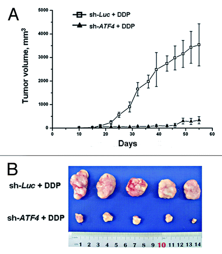 Figure 5. Knockdown of ATF4 increases chemoresistance to cisplatin in vivo. SMMC7721 cells were stably transduced with sh-ATF4 or sh-Luc constructs. 3 × 106 transfectant cells were injected subcutaneously into the right flanks of the immunodeficient NOD/SCID mice. One week after inoculation, the NOD/SCID mice were treated with cisplatin. (A) Tumor volumes were measured over a period of 45 d using calipers (n = 5 for each cell type). (B) The tumors from the two groups are shown.