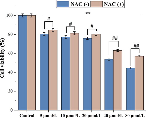 Figure 11. Effect of MCF-7 cell activity treated by Fe3O4@mSiO2-NH2-FA-TAX under the action of magnetic fields with and without NAC treatment (n = 3, ** P < .01, compared with the control group, # P < .05, ## P < .01, comparison between groups).