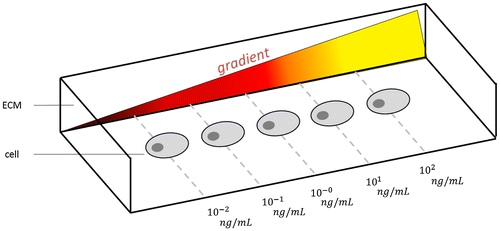 Figure 7. Initial conditions of gradient and surrounding concentrations imposed before the beginning of fibroblast chemotaxis.