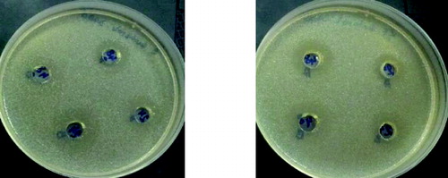 Figure 7. Antimicrobial activity of L. plantarum (1) and L. brevis (2) against Enterobacter 3690 on 24th and 48th hour 1 – L. plantarum 2 – L. brevis.