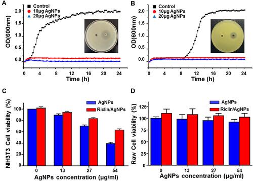 Figure 4 Antibacterial activity of pristine riclin and riclin/AgNPs hydrogels against E. coli (A) and S. aureus (B); all data are presented by the mean ± standard deviation (SD, n = 3) (p < 0.05); Viability of NIH3T3 mouse fibroblasts (C) and Raw 264.7 (D) after 24-h exposure to different concentrations of AgNPs and riclin/AgNPs composed hydrogel.