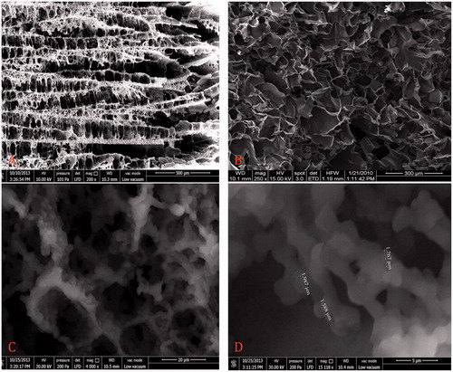 Figure 1. SEM images of different cryogel structures. (A, B) Comparative representation of cryogels with and without pumice particles, respectively. (C, D) The cryogel walls built by micro pumice particles.