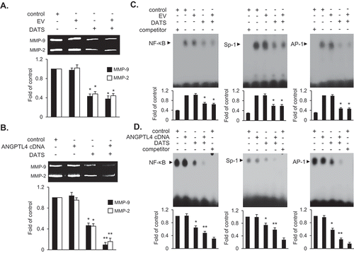 Figure 7. ANGPTL4 potentiates the inhibitory activity of MMP-9 expression via the reduction of binding activities of AP-1, Sp-1, and NF-κB in DATS-treated EJ cells. Cells were transfected with either an EV or ANGPTL4 cDNA. Then, the cells were treated with DATS (150 μM) for 24 h. (a, b) Zymography for MMP-9 expression was carried out using cultured medium. Proteolytic activity of MMP-9 was measured as the fold change compared to the control. (c, d) Binding activities of AP-1, Sp-1, and NF-κB were measured by EMSA using radiolabeled oligonucleotide probes. As competitors, unlabeled AP-1, Sp-1, and NF-κB oligonucleotides were used. Relative fold changes were presented compared to the control. In each bar graph, results are presented as the mean ± SE from three different triplicate experiments. *p < 0.05, vs. control and **p < 0.05, vs. DATS treatment.