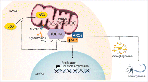 Figure 7. TUDCA mediates mitochondria-cell cycle retrograde signals to regulate NSC fate. The NSC modulatory properties of TUDCA result from inhibition of differentiation-induced mitochondrial apoptotic events by the bile acid, and from subsequent decrease in ROS and ATP mitochondrial levels. This, in turn, contributes for the enhancement of both NSC proliferation and neuronal rather than astroglial conversion of differentiating NSCs. Importantly, TUDCA-mediated effects in increasing NSC pool and lineage determination occur in a mitochondrial redox state- and ATP-dependent manner. Interactions that were described, suggested or shown indirectly are depicted.