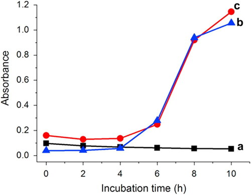 Figure 4. Growth curves of E. coli bacterium in broth containing (a) 6.6 × 10−4 wt% Ag/ND, (b) 6.6 × 10−4 wt% ND and (c) H2O demonstrating the efficiency of Ag-ND at very low concentration against E. coli growth. Reproduced from [Citation219] with permissions.