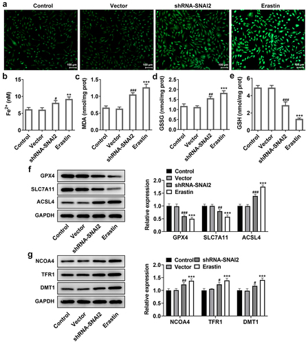 Figure 4. The effect of SNAI2 knockdown on ferroptosis in SKOV3 cells. SKOV3 cells were transfected with shRNA-SNAI2 or vector, or received erastin treatment. The content of (a-b) Fe2+, (c) MDA, (d) GSSG and (e) GSH were detected using their corresponding commercial kits. (f) The protein expression of GPX4, SLC7A11, and ACSL4 was measured using Western blot. (g) The protein expression of NCOA4, TFR1, and DMT1 was measured using Western blot. **p < 0.01, and ***p < 0.001 vs control; #p < 0.05, ##p < 0.01, and ###p < 0.001 vs vector.