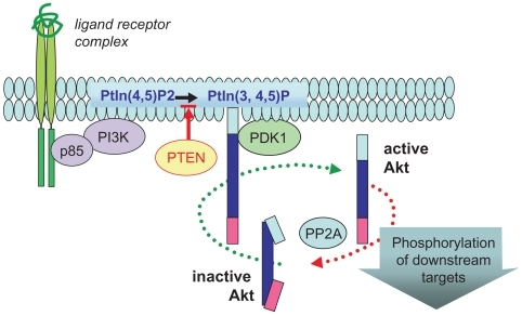 Figure 1 Ligand-targeted activation of Akt. Ligand-mediated activation of a broad range of receptors promotes recruitment of PI3K (p85 and p110 complex) to the plasma membrane, where this lipid kinase catalyzes the production of phosphatidylinositol-3,4,5-phosphate (PtIn3,4,5)-P. PTEN (lipid phosphatase) limits this reaction by reverting PtIns(3,4,5)-P to PtIns(3,4)-P. This phospholipid acts as a docking molecule for both Akt and its activator PDK-1, which activates Akt by direct phosphorylation of the critical T(activation)-loop residue (Thr-308). Once active, Akt is released from the membrane to target multiple cellular substrates and is subsequently inactivated by protein phosphatase2A (PP2A) dephosphorylation.