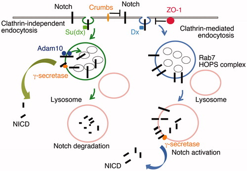 Figure 4. DSL-ligand-independent activation of Notch in the endo/lysosomal pathway. Notch can be endocytosed through Clathrin-dependent and independent routes (Shimizu et al., Citation2014). Clathrin-mediated endocytosis is promoted through interaction with the E3 ubiquitin ligase protein Deltex (Dx). The latter also acts to promote Notch retention on the endosomal membrane rather than being transferred into intraluminal vesicles of the maturing endosome. On lysosome fusion, mediated by Rab7 and the HOPS complex, the extracellular domain of Notch is removed, independently of the activity of Adam10, and NICD is released by γ-secretase activity. Suppressor of deltex (Su(dx)) also interacts with NICD and promotes Notch endocytosis through a lipid raft-dependent and Clathrin-independent route (Shimizu et al., Citation2014). Su(dx) also acts via Notch ubiquitination to promote Notch internalisation into intraluminal vesicles where it is sequestered from activation and is degraded on lysosomal fusion. If the ubiquitin ligase of Su(dx) is inactive then Notch is retained on the endosomal membrane and can be activated in this membrane domain by an Adam10-dependent activity (Shimizu et al., Citation2014). Additional interactions at the cell surface through Crumbs and ZO-1 regulate these alternative mechanisms of activation by limiting Notch Dx-dependent endocytic trafficking of Notch (Nemetschke & Knust, Citation2016; Shimizu et al., Citation2017).