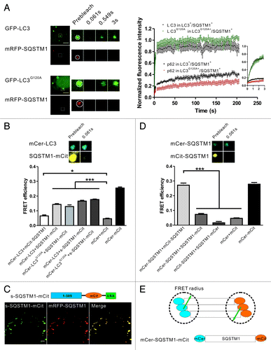 Figure 5. FRAP and FRET analysis of the dynamics and interaction of LC3/LC3G120A and SQSTM1 in the protein aggregates. (A) Two-color FRAP analysis of mRFP-SQSTM1 and GFP-LC3/LC3G120A colocalized puncta in living cells. Left panel: representative confocal images. Right panel: the normalized recovery kinetics of mRFP-SQSTM1 and GFP-LC3/LC3G120A. Error bars: s.e.m. with n = 8. Scale bars: 5 μm. (B) The FRET signal between mCerulean-LC3 and mCitrine-tagged SQSTM1 in HeLa cells. The mCerulean+/mCitrine+ aggregates in live cells were subjected to acceptor photobleaching FRET analysis. The FRET efficiencies of the positive and negative controls were determined in the fixed cells. All FRET data are shown in the graph. *p < 0.05 and ***p < 0.001. Error bars: s.e.m. with n = 15. Inset: representative confocal images of acceptor photobleaching FRET analysis. (C) The schematic diagrams of s-SQSTM1-mCitrine and confocal imaging of HeLa cells cotransfected with s-SQSTM1-mCitrine and mRFP-SQSTM1. Scale bar: 10 μm. (D) Acceptor photobleaching FRET analysis of the interaction of SQSTM1-SQSTM1 (mCerulean-SQSTM1/mCitrine-SQSTM1, mCerulean-SQSTM1/SQSTM1-mCitrine, and mCitrine-SQSTM1/SQSTM1-mCerulean) in HeLa cells. The quantitative FRET efficiencies are shown in the graph. ***p < 0.001. Error bars: s.e.m. with n = 15. Inset: representative confocal images of acceptor photobleaching FRET analysis. (E) Schematic diagram of the arrangement of SQSTM1 in the protein aggregates. For all FRAP analysis, the puncta were outlined (white circle) and the intensities were extracted. Photobleaching box size: 2.691 μm × 2.691 μm.