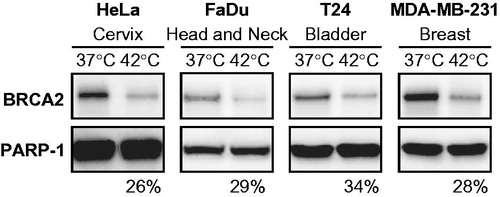 Figure 1. BRCA2 degradation in established cell lines of various tumour origins. Immunoblots of cells without treatment (37 °C) or treated with hyperthermia (42 °C) for 60 min effectively, excluding 15 min of pre-heating time. Upper row of the panels show the BRCA2-signal, the lower panel shows the PARP-1-signal. Each panel represents a set samples from a different cell line, from left to right: HeLa (cervical), FaDu (head- and neck), T24 (bladder) and MDA-MB-231 (breast). Percentages at the bottom of each panel indicate the relative intensity of the BRCA2 signal (corrected to PARP-1) in the heat-treated sample compared to the non-treated sample.