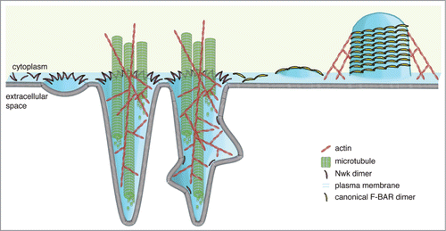 Figure 2. Model for formation of Nwk-induced protrusions at S2 cell plasma membranes. Higher-order assembly of Nwk in zigzags on the lipid bilayer results in membrane ridging and resultant inter-ridge buds or scallops (left), which are amplified by the cytoskeleton to form large-scale actin- and microtubule-filled cellular projections (center). In contrast, canonical F-BAR domains oligomerize into filaments and helical scaffolds to induce intracellular tubules (right).