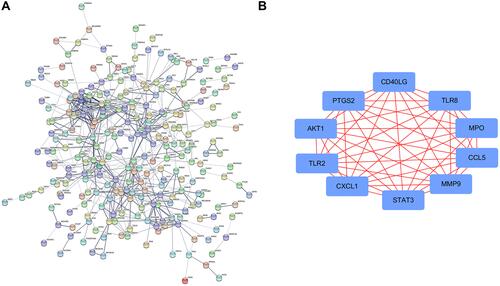 Figure 5 Protein-protein interaction (PPI) analysis (A) and hub genes; (B) of myocardial infarction (MI) related differentially expressed genes (DEGs).