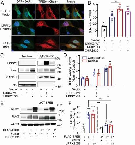 Figure 5. Overexpression of LRRK2 activates TFEB by promoting its stabilization and nuclear translocation. (A) Confocal imaging of HeLa cells expressing TFEB-mCherry and either GFP vector or GFP-LRRK2G2019S. Treatment with the GSK3B inhibitor CHIR99201 is shown as a positive control. Nuclei are stained with DAPI (blue). Scale bar: 20 µm. (B) Quantification of % of cells exhibiting TFEB nuclear translocation after co-transfection of TFEB-mCherry, GFP-LRRK2 WT and GFP-LRRK2G2019S (GS) in (A) (n = 4, ≥ 50 cells/repeat). (C) Immunoblot of endogenous TFEB after nuclear fractionation of HEK293T cells expressing LRRK2 WT and LRRK2G2019S (GS). (D) Quantification of (C) in HEK293T cells (n = 3). (E) Immunoblotting illustrating phospho-shift (indicated by arrow) of overexpressed TFEB-FLAG or TFEBΔCT-FLAG (TFEB*, aa 1–461) in HEK293T cells co-transfected with a control vector, His-LRRK2G2019S (GS), or GFP-LRRK2G2019S (GS^). (F) Quantification of (E). Bands were normalized to the control group for each TFEB construct (n ≥ 3). Western bands are quantified, normalized to the loading control, and presented relative to the control lane. (# – not significant, *p < 0.05; **p < 0.002, ***p < 0.0001, one-way ANOVA with post hoc Tukey’s HSD).