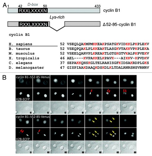 Figure 2. A lysine mutant of cyclin B1 that is degraded slightly less efficiently can halt mitotic exit after the metaphase-to-anaphase transition. (A) Schematic overview of cyclin B1 mutants. The position of the Lysine-rich region is indicated; (B) Cells that arrest after transfection with Δ52–85-cyclin B1-Cerulean first progress from metaphase to anaphase, before getting stuck in a late anaphase arrest. In the cell indicated with the red arrow, sister chromatid separation is indicated, after which the cell arrests, the cleavage furrow regresses and the separated sister chromatids move back to the equatorial plane of the cell. The cell indicated with the yellow arrow, however, manages to degrade the cyclin B1 mutant and subsequently divides normally. Roughly 50% of the cells expressing this Lysine mutant of cyclin B1 arrest in anaphase.
