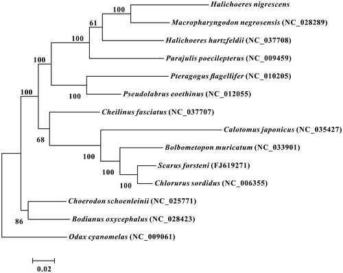 Figure 1. Maximum-likelihood phylogenetic tree was constructed based on 1st and 2nd codon sequences of 13 protein-coding genes of 14 species.