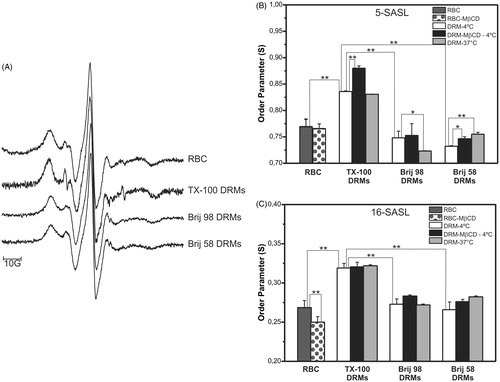 Figure 5. EPR spectra of 5-SASL in intact erythrocytes (RBC), TX-100, Brij 98, and Brij 58 DRMs (A). Order parameter (S) values obtained from EPR spectra of 5- and 16-SASL (B and C, respectively) in intact (RBC) and cholesterol-depleted (MβCD) erythrocyte cells and their respective DRMs prepared at 4 °C or 37 °C with TX-100, Brij 98, and Brij 58. All EPR spectra were recorded at 25 °C. **p < 0.001, *p < 0.05 (unpaired Student’s t-test, n = 3–6).