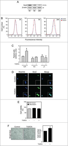 Figure 3. TUDCA modulation of self-renewal and NSC pool. NSCs were expanded and induced to differentiate, in the presence or absence of TUDCA, and then collected for immunoblotting, immunocytochemistry counting and flow cytometry, as described in Materials and Methods. (A) Representative immunoblot of Sox2 in total extracts in self-renewal or at 6 h and 24 h of differentiation. Results were normalized to endogenous β-actin protein levels. (B) Representative histograms of Sox2-positive cells in self-renewal or at 6 and 24 h of differentiation, in the presence or absence of TUDCA, evaluated by flow cytometry. (C) Representative quantification data of paired cells Sox2-positive and -negative, in low EGF/bFGF containing medium, 24 h after TUDCA treatment. (D) Representative microscopy images of undifferentiated NSC pairs labeled with Hoechst 33258 and anti-Sox2 antibody, 24 h after TUDCA treatment. (E) Quantification of NSC viability, by measuring Annexin-V- and PI-negative cells using flow cytometry, in self-renewal or at 24 h of differentiation. (F) Representative bright-field images (left) and quantification of viable cells (right), after 24 h of differentiation. Scale bar, 5 μm and 10 μm (zoom). Results are expressed as mean ± SEM fold-change for at least 3 different experiments. *P < 0.01 from undifferentiated cells; ‡P < 0.01 from cells treated with TUDCA alone.