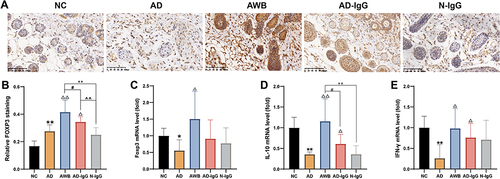 Figure 6 Effects of AWB acupoint injection on Expression of FoxP3 and mRNA levels of FoxP3, IL-10 and IFN-γ in Dorsal Skin Tissues of AD Mice (, n=6). (A) Representative images of FoxP3 in each group. Scale bars=100μm. (B) AOD analysis of FoxP3. (C) mRNA levels of FoxP3, (D) IL-10, and (E) IFN-γ. Data were expressed as means ± SEM (n = 6). In (B -E) *p< 0.05, **p< 0.01 vs NC group; ΔP<0.05, ΔΔp < 0.01 vs AD group; #p<0.05 AWB vs AD-IgG group; ^^p<0.01 AD-IgG vs N-IgG group. ++p<0.01 AWB vs N-IgG group.