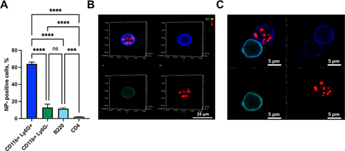 Figure 7 Evaluation of PBCA-Cy5.5 nanoparticle uptake by circulating immune cells. (A) The percentage of immune cells bound by PBCA nanoparticles measured by flow cytometry. The data are represented as percent of the NP-positive cells (mean ± SD, n = 6; ****p < 0.0001; ***p < 0.001; ns: non-significant). (B) Visualization of PBCA-Cy5.5 nanoparticles coated with polysorbate 80 (red) capture by CD11b PE (green), Ly6G BV (blue) positive cell (neutrophil). (C) Visualization of PBCA-Cy5.5 nanoparticles coated with polysorbate 80 (red) interaction with lymphocytes. CD45 FITC (blue), B220 PE (green).