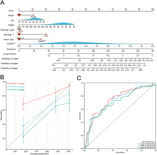 Figure 2 Establishing nomogram for predicting prognosis of OS for HCC patients. (A) Nomogram for predicting 1-, 3-, and 5-year OS for HCC patients in TCGA; (B) 1-, 3-, and 5-year calibration plots of the established nomogram; (C) 1-, 3-, and 5-year ROC curves of the established nomogram. (***P < 0.001).