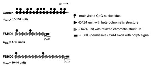 Figure 1. Schematic representation of the FSHD locus in control individuals, patients with contraction dependent (FSHD1) and patients with contraction independent (FSHD2) FSHD. D4Z4 repeat units are indicated with triangles, the additional DUX4 exon with stabilizing polyA signal distal to the repeat is indicated with a box. Common chromatin features of D4Z4 in FSHD1 and FSHD2 are decreased CpG methylation levels and a more relaxed chromatin structure facilitating the expression of DUX4 from the telomeric repeat unit. Overall reduction in CpG methylation of D4Z4 in FSHD is schematically indicated with reduced number of lollipop symbols