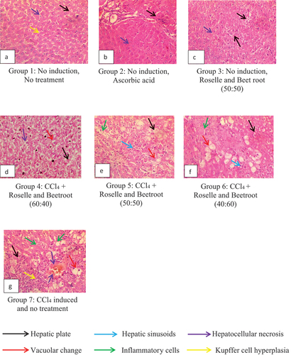 Figure 5. Representative Plates A – G: Liver histology showing hepatoprotective activities of the methanolic extracts of Roselle and beetroot against carbon tetrachloride (CCl4)-induced rats as observed in magnification (×400).