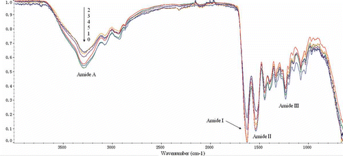 Figure 4 Fourier transform infrared spectrum of gelatin xerogels treated with and without EGCG. (0) 0 g/l EGCG; (1) 0.5 g/l EGCG; (2) 1.0 g/l EGCG; (3) 2.0 g/l EGCG; (4) 3.0 g/l EGCG; (5) 4.0 g/l EGCG.