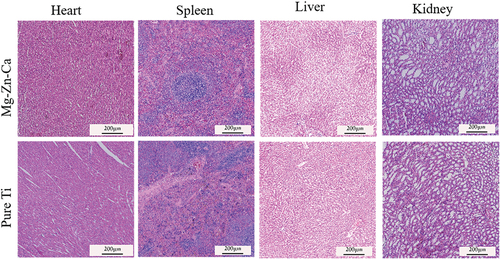 Figure 8. H&E staining of the heart, spleen, liver, and kidney tissues from rats in the Mg-Zn-Ca amorphous alloy and pure Ti groups. H&E, hematoxylin and eosin.