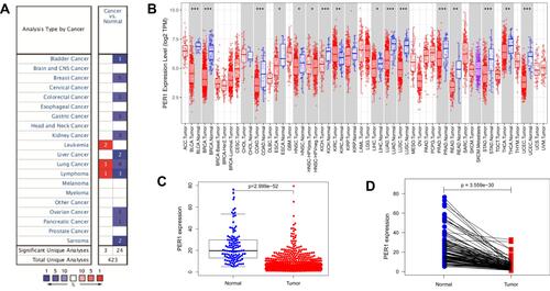 Figure 1 (A) The alteration of PER1 mRNA expression in various human cancers was analyzed using the Oncomine database. (B) The expression level of PER1 was downregulated in most of human cancers. (C) The expression of PER1 mRNA was significantly lower in breast cancer tissues than in adjacent non-cancer tissues. (D) The expression of PER1 was decreased in paired breast cancer samples. *P<0.05, **P<0.01, and ***P<0.001.