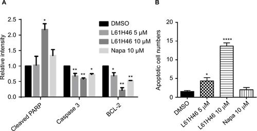 Figure S1 (A) The relative intensity of various apoptosis-related proteins. (B) The number of apoptotic cells per field in each group was calculated.Notes: Data represent similar results from at least three independent experiments. *P<0.05; **P<0.01; ****P<0.0001.Abbreviations: DMSO, dimethyl sulfoxide; Napa, napabucasin; PARP, poly(ADP-ribose) polymerase.