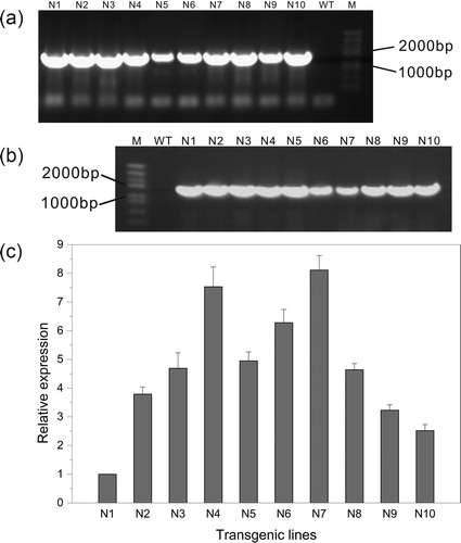 Figure 3. DNA-PCR (a), RT-PCR (b) and qRT-PCR (c) detection for T0-generation transgenic lines. M, DNA Marker (Trans2K Plus, TransGen Biotech); WT, wild type; N1–N10, different transgenic lines.