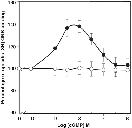 Figure 1. Effect of cGMP in the presence or absence of ATP on the [3H]QNB binding from of plasma membranes from BTSM. Binding experiments were carried out in the presence of cGMP (○) and cGMP plus 5 mM ATP (•) and 1,500 pM [3H]QNB, 5 mM MgCl2 and 2–4 µg of membrane proteins were assayed at 37°C as described in Methods. Specific [3H]QNB binding expressed as percentage of binding in the absence of nucleotides. The binding activity in the absence of cGMP was 1,100 ± 130 fmoles/mg protein and 1,450 ± 170 fmoles/mg protein in the presence of cGMP plus ATP. Each point represents the mean ± SE of four different membrane preparations assayed in triplicate.