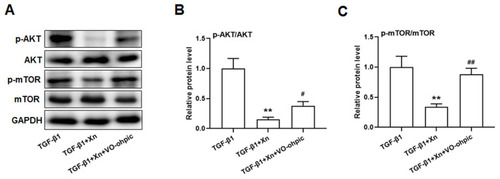 Figure 4 VO-ohpic reversed the regulative effect of Xn on PTEN/AKT/mTOR signaling pathway in TGF-β1-treated cardiac fibroblasts. (A) Representative immunoblotting images of p-AKT, AKT, p-mTOR, mTOR and GAPDH; (B and C) Gray value statistics of these proteins. VO-ohpic: specific PTEN inhibitor. Data are mean±S.E.M. n=3. **P < 0.01 vs. TGF-β1; #P < 0.05, ##P < 0.01 vs. TGF-β1+Xn.