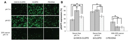 Figure 13 (A) Fluorescent micrographs and (B) Flow cytometry results of HepG2 cells transfected by pEGFP with o-carboxymethyl-chitosan cationic liposome-coated deoxyribonucleic acid/protamine/deoxyribonucleic acid complexes and corresponding cationic liposome-coated deoxyribonucleic acid/protamine/deoxyribonucleic acid complexes (containing 5 μg deoxyribonucleic acid) in the absence of serum with pH 6.5 and pH 7.4, respectively, and also in the presence of 20% serum (pH 7.4). Polyethylenimine/deoxyribonucleic acid (N/P ratio 10.0) prepared with 5 μg deoxyribonucleic acid was used as positive control. Gene expression was examined after 48 hours posttransfection.Notes: *P < 0.05; **P < 0.01.Abbreviations: CMCS, o-carboxymethyl-chitosan; CLDPD, cationic liposome-coated deoxyribonucleic acid/protamine/deoxyribonucleic acid complexes; DNA, deoxyribonucleic acid; PEI, polyethylenimine.