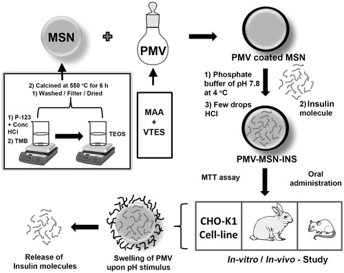 Figure 1. Schematic representation of MSN-PMV-INS preparation and evaluation.