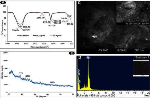 Figure 2 (A) FT-IR spectra of the PS extract and the AgNPs synthesized under laboratory lighting (NL-AgNP) and sunlight (SL-AgNP); (B) XRD spectra; (C) SEM image; and (D) EDX spectral data.Abbreviations: AgNPs, silver nanoparticles; EDX, energy-dispersive X-ray; FT-IR, Fourier-transform infrared spectroscopy; PS, Pisum sativum; SEM, scanning electron microscopy; XRD, X-ray powder diffraction.