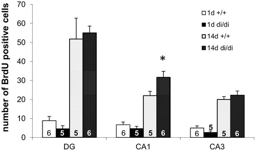 Figure 3. Number of BrdU immunopositive cells in the hippocampus of in adult male Brattleboro rats (means + SEM). The number of 5-bromo-2′-deoxyuridine (BrdU) positive cells in all hippocampal subareas was higher at 14 days than at 1 day after BrdU administration. In the CA1 region the number of BrdU positive neurons was significantly higher in vasopressin-deficient (di/di) males compared to non-AVP-deficit controls (+/+). DG: dentate gyrus; CA: cornu ammonis of hippocampus; the number in or above the columns show the number of animals in the group; *p < 0.05; U-test.