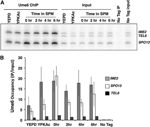 FIG 4 Ume6 remains bound to early meiosis-specific gene promoters during sporulation. (A) PCR analysis of Ume6-MYC immunoprecipitates (Ume6 ChIP) or samples of the input extracts (Input) collected from cultures growing in medium supplemented with glucose (YEPD) or acetate (YPKAc) or from cells at the indicated times following inoculation into sporulation medium (SPM). The “No Tag IP” label is used for immunoprecipitate or input DNA from an untagged UME6 strain. (B) Quantitative analysis of the PCR products from Ume6-MYC immunoprecipitates. Data presented are mean IP/input ratios from three repetitions; error bars reflect standard deviations.