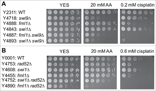 Figure 7. Epistasis analysis of FA, NER, HR and swi1Δ mutants. Five-fold serial dilutions of the indicated mutants were incubated on YES agar medium supplemented with the indicated drugs for 3 to 5 d at 30°C. (A) fml1Δ shows epistatic interaction with swi9Δ but not with swi1Δ. (B) fml1Δ has additive or synergistic genetic interaction with rad52Δ. Representative images of repeat experiments are shown.