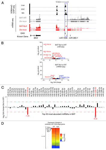 Figure 1. Features of the murine miR-193b-365-1 locus and molecular analyses of BAT in its absence. (A) The miR-193b-365-1 locus, located on chromosome 16, is positioned downstream of the Mkl2 gene and spans approximately 25 kbp. The structure of primary transcripts containing miR-193b and miR-365b sequences was determined using RNA-seq reads from interscapular BAT (BAT-WT) of two-day old mice. At least eight putative exons were identified that form several splice forms. Two distinct sets of H3K4me3 marks, obtained from publicly available ChIP-seq data sets in liver, embryonic stem cell (ESC) and mammary cells (MG) (blue box) indicate the presence of two distinct promoter/regulatory regions. None of the sequenced reads obtained from interscapular BAT from miR-193b−/− mice (BAT-Null) were mapped to this locus confirming complete deletion of miR-193b (asterisk). (B) Two different high-throughput sequencing approaches, mRNA-seq (whole transcriptome shotgun sequencing), and miR-seq (microRNA sequencing), revealed differentially expressed genes and microRNAs in the absence of miR-193b compared with wild-type. Blue and red dots indicate up- and downregulated genes (or miRs), respectively. (C) Expression ratios of top 50 highly abundant miRNAs (in descending order from left to right) between BAT-Null and BAT-WT are shown as log2-fold-change value. Red dashed lines indicate 2-fold changes. (D) A total of 87 genes were defined as miR-193b targets by at least four different algorithms via miRecords.Citation30 Heatmap shows expression levels of the predicted miR-193b target genes. (E) qRT-PCR results from Ucp1 and Prdm16 (n = 3). Ucp1 in miR 193b-/- (CT 17.57 ± 0.35) and control BAT (16.34 ± 0.39); Prdm16 in miR 193b-/- (26.93 ± 0.02) and control BAT (26.71 ± 0.47).