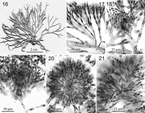 Figs 16–21. Neoizziella divaricata, comb. nov. (Hico, Pintung County, Taiwan). 16. Habit, a female plant. 17. Close-up of assimilatory filaments and a carpogonial branch (arrow). 18. An early post-fertilization stage showing supporting cell (sc), carpogonial branch (cb), gonimoblast initial (gi) and young involucral filaments (arrows). 19. A later post-fertilization stage showing carpogonial branch (cb), young gonimoblasts (arrowheads) and elongated involucral filaments (arrows). 20. Fully developed gonimoblasts (arrowheads) intermingling with involucral filaments (arrows). 21. Close of another mature cystocarp showing undivided carposporangia (arrowheads) and involucral filaments (arrows).